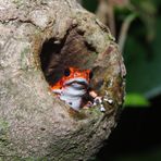 Erdbeerfrosch aus Bastimentos, Panama