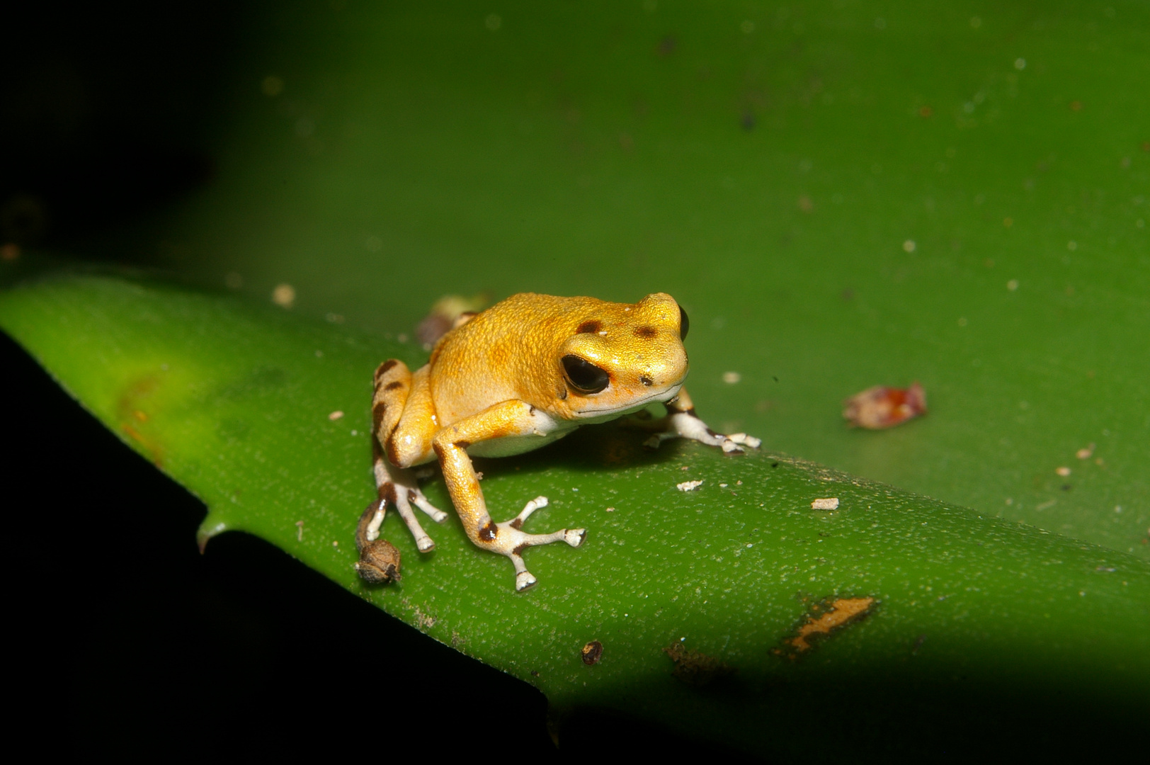 Erdbeerfrosch, Bastimentos Panama