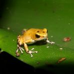 Erdbeerfrosch, Bastimentos Panama