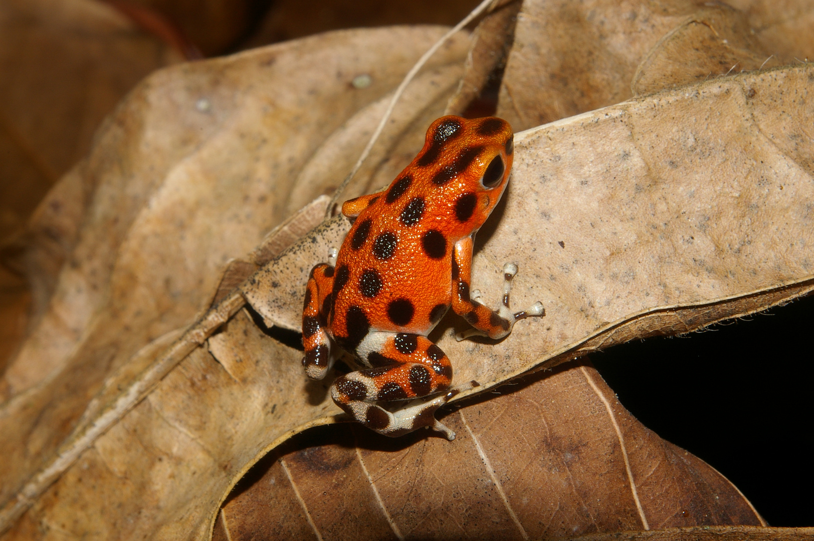 Erdbeerfrosch, Bastimentos Panama