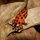 Erdbeerfrosch, Bastimentos Panama