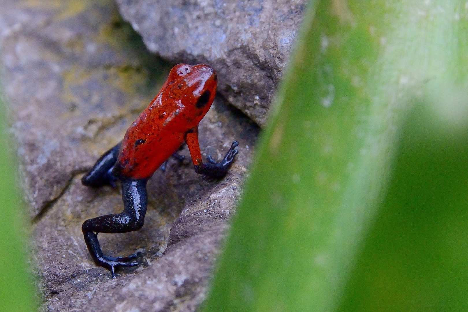 Erdbeerfrosch - Blue Jeans Frog