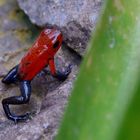 Erdbeerfrosch - Blue Jeans Frog