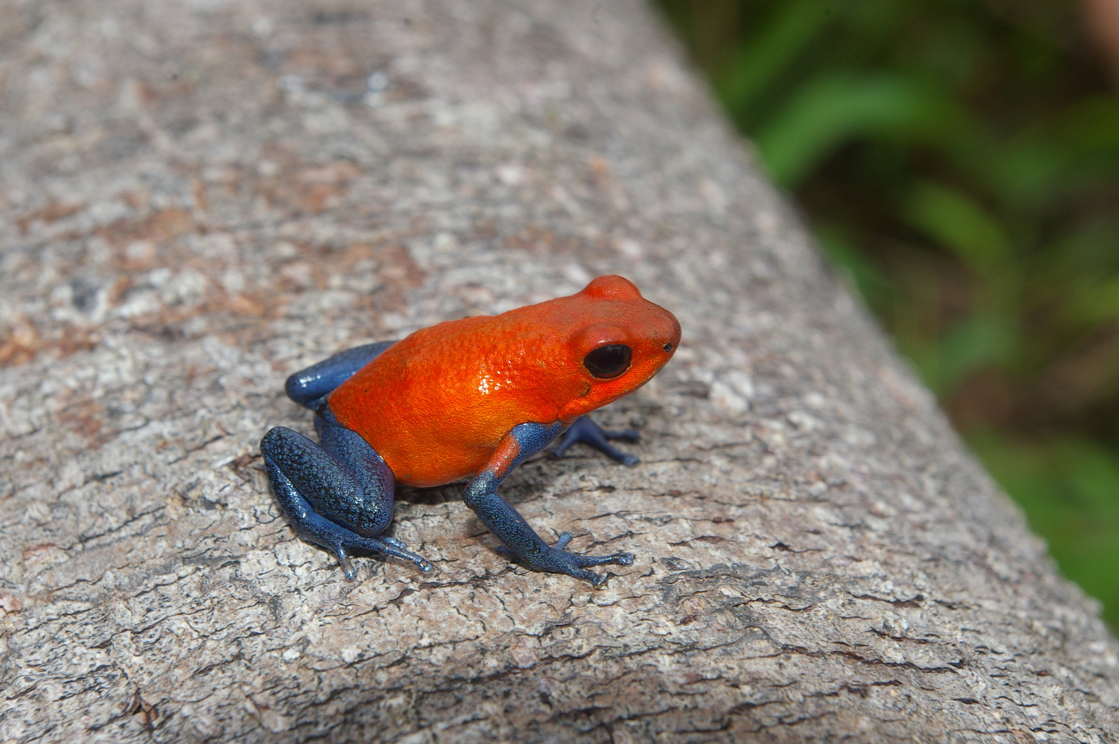 Erdbeerfrosch, Costa Rica Arenal