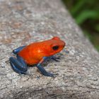 Erdbeerfrosch, Costa Rica Arenal