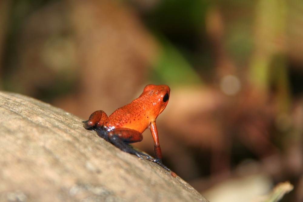 Erdbeerfrosch