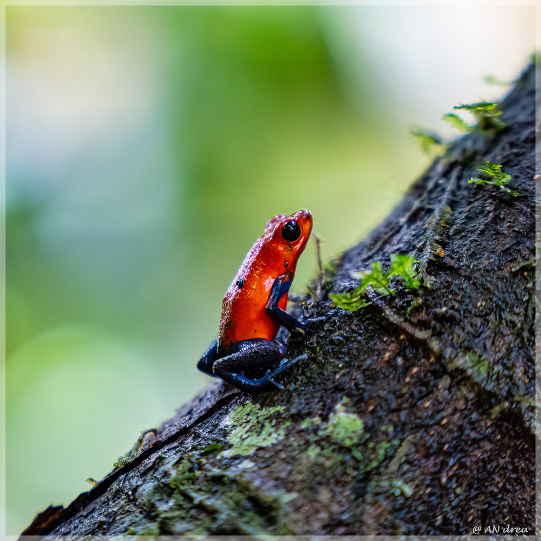 Erdbeerfrosch Dendrobates pumilio Costa Rica im Tirimbina Park