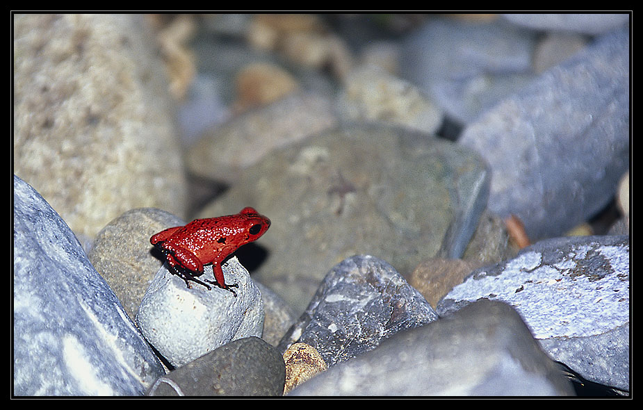 Erdbeerfrosch im Felsenland