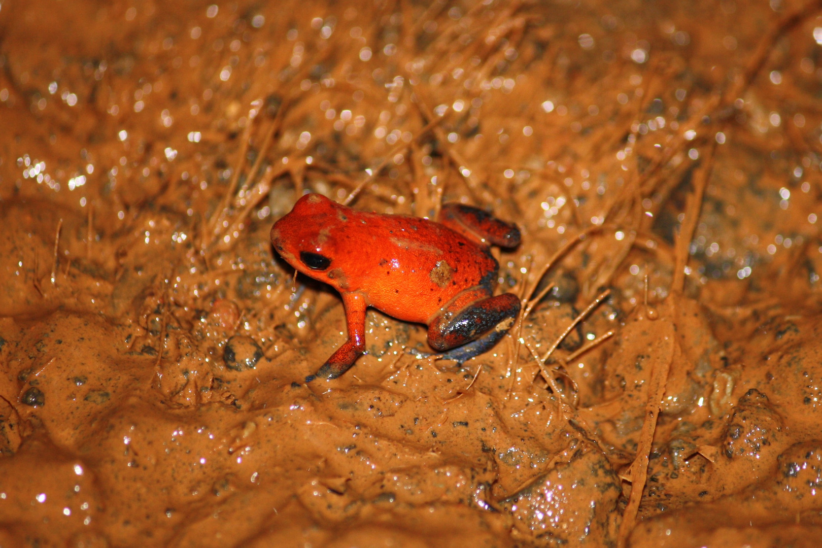 Erdbeerfrosch im Schlamm