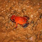 Erdbeerfrosch im Schlamm