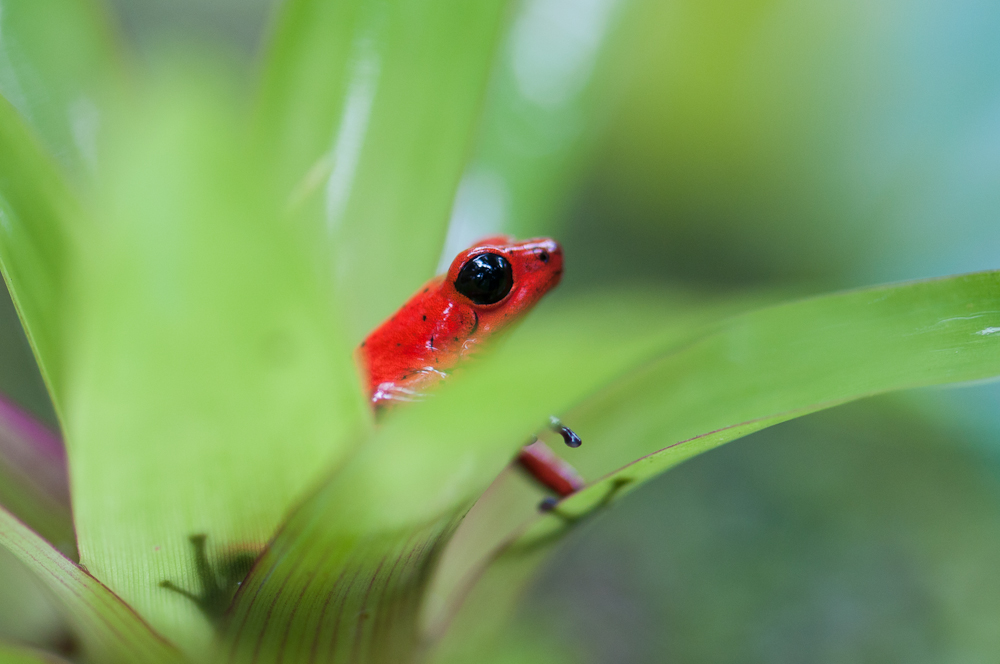 Erdbeerfrosch in Bromelie