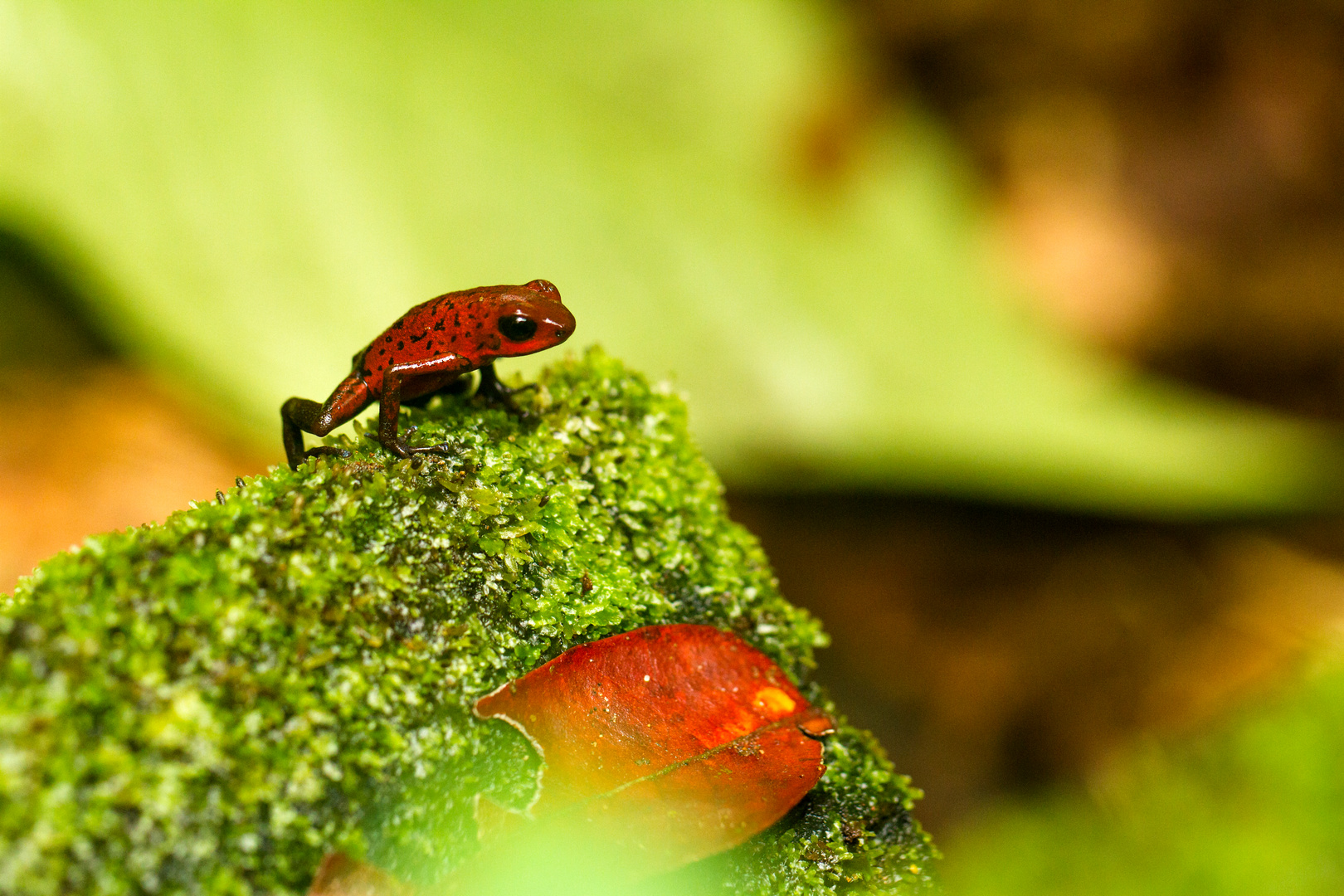 Erdbeerfrosch (Oophaga pumilio)