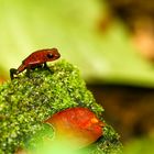 Erdbeerfrosch (Oophaga pumilio)