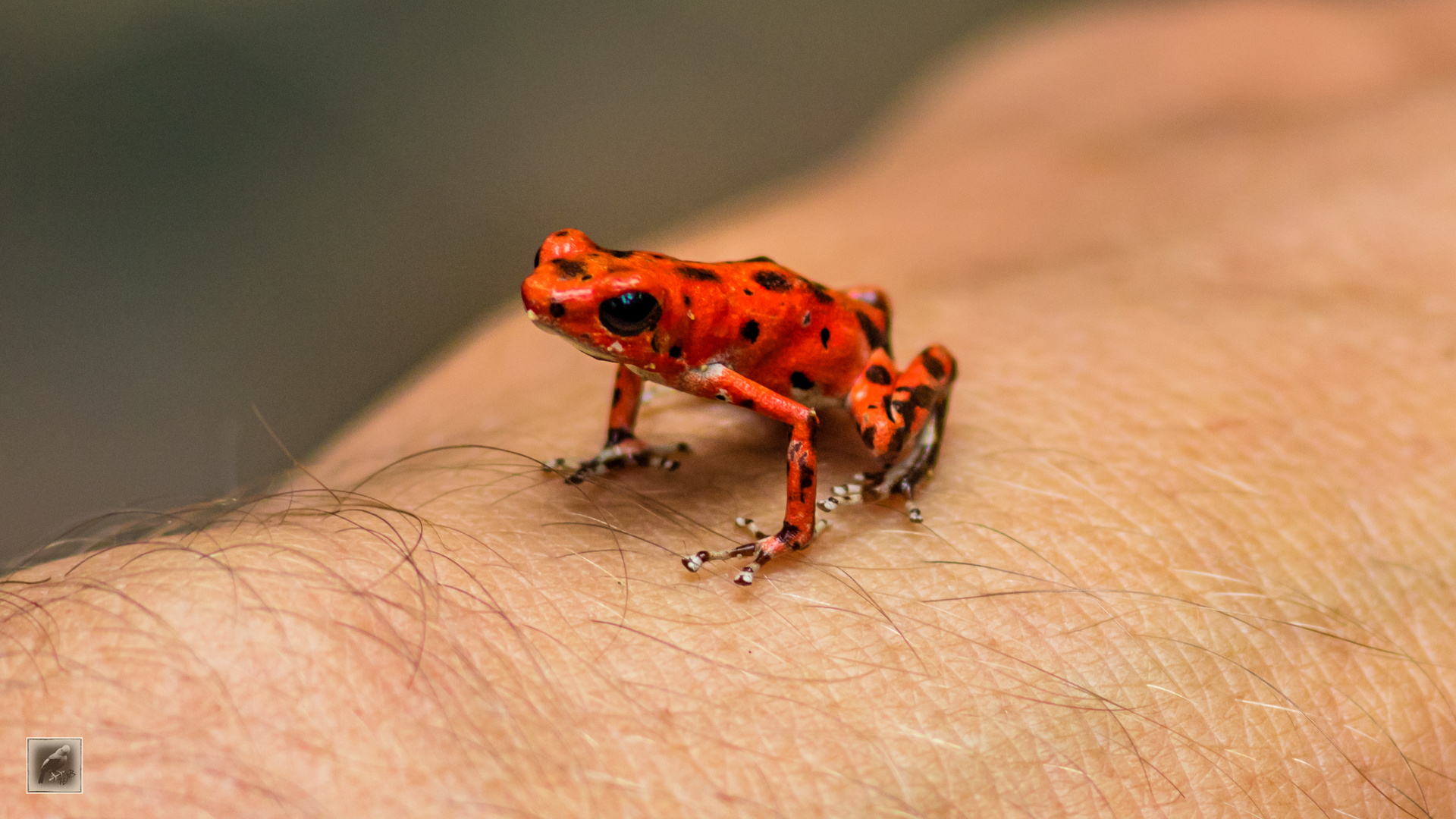 Erdbeerfrosch (Oophaga pumilio)