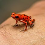 Erdbeerfrosch (Oophaga pumilio)