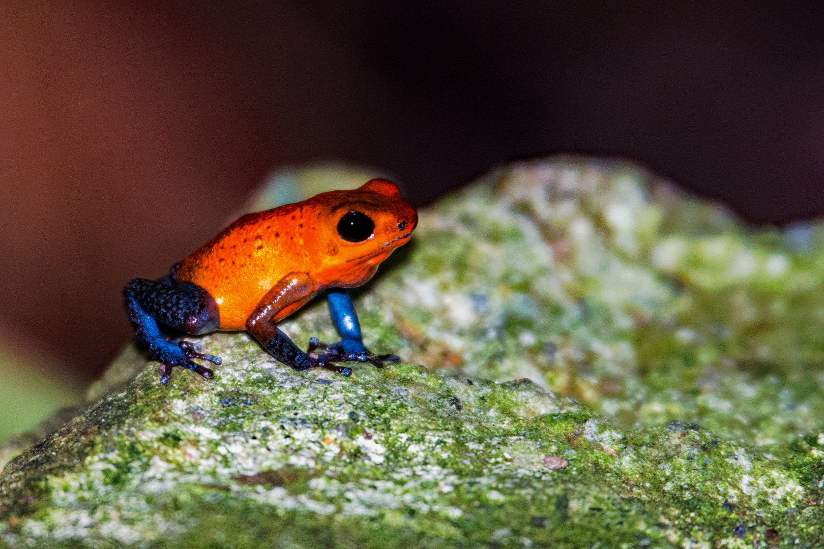 Erdbeerfrosch (Oophaga pumilio)