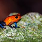 Erdbeerfrosch (Oophaga pumilio)