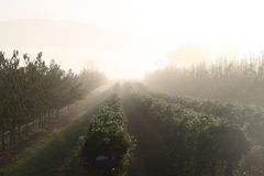 Erdbeerhochbeet im Gegenlicht