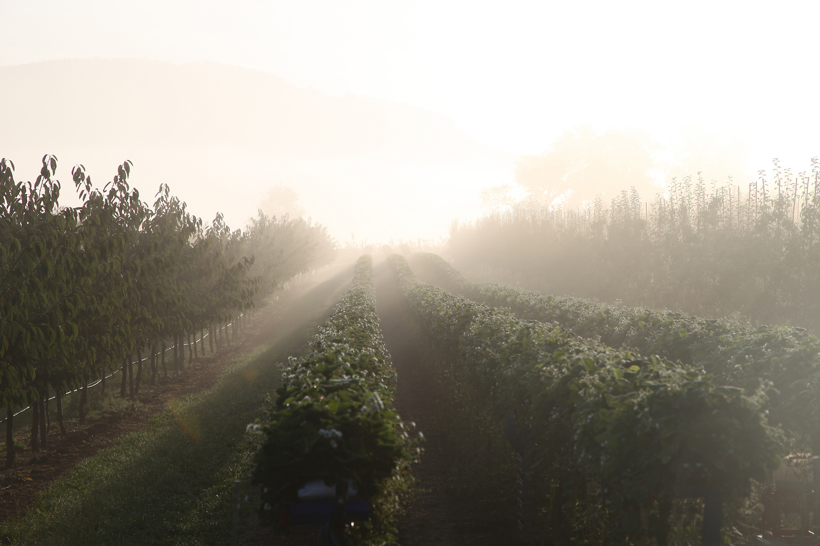 Erdbeerhochbeet im Nebel