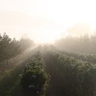 Erdbeerhochbeet im Nebel