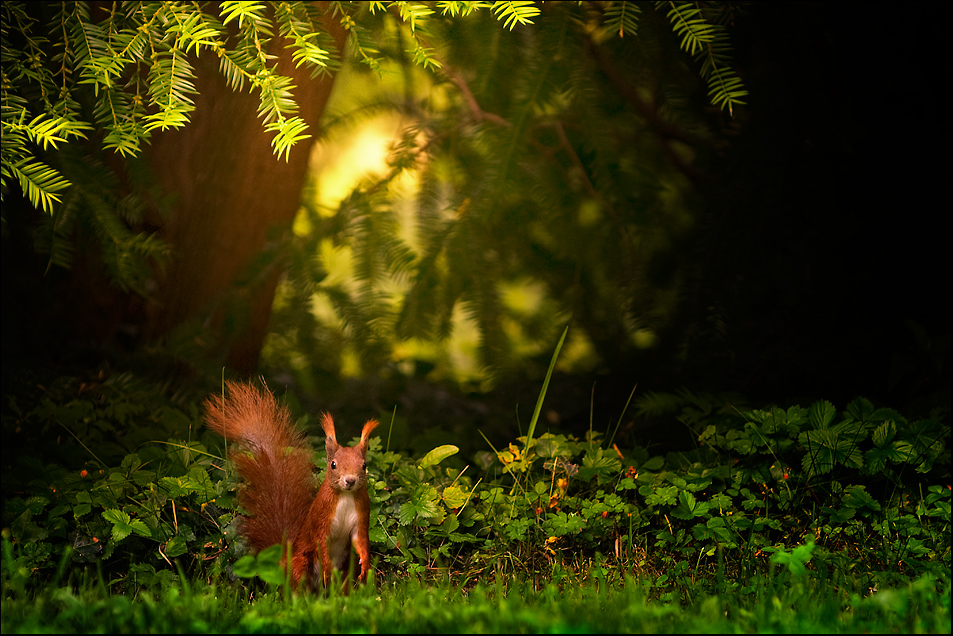 Erdbeerhörnchen