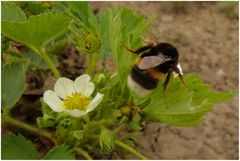 "ErdbeerHummel"