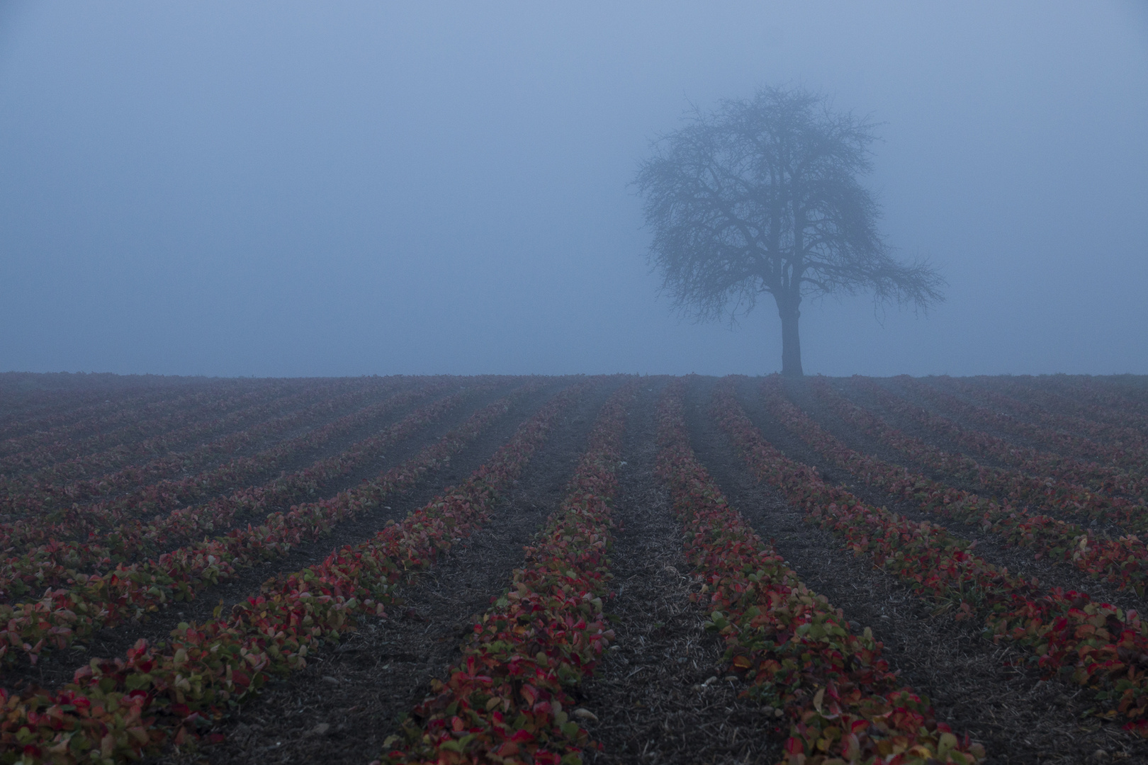 Erdbeerland im Herbst