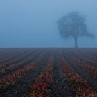 Erdbeerland im Herbst