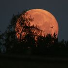 Erdbeermond I-III  Supermond 15.06.22 