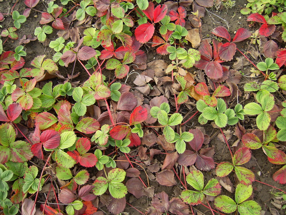 Erdbeerpflanzen im Herbst Foto & Bild pflanzen, pilze & flechten