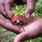 Erdbeerschildkröte