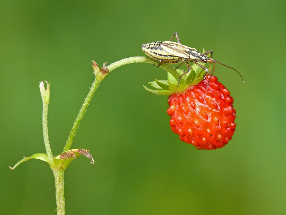 Erdbeerwächter