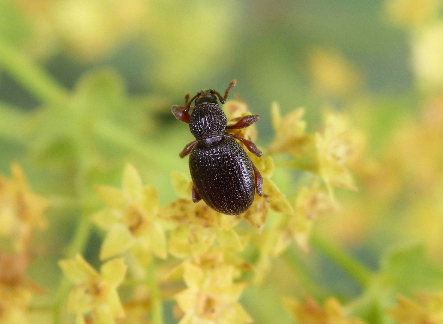 Erdbeerwurzel-Rüsselkäfer (Otiorhynchus ovatus)