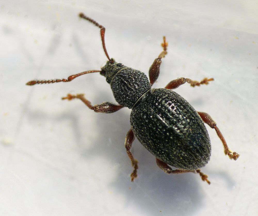 Erdbeerwurzel-Rüsselkäfer (Otiorhynchus ovatus)