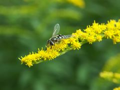 Erdbiene beim Nektar sammeln