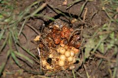 Erdbienen - Nest