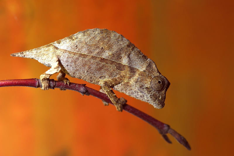 Erdchameleon ,Rhampholeon brevicaudatus