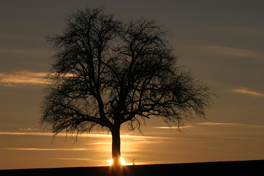 erde-baum-sonne-himmel