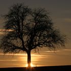 erde-baum-sonne-himmel