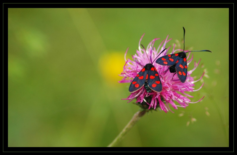 Erdeichel-Widderchen -- Zygaena filipedulae