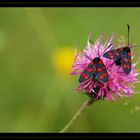 Erdeichel-Widderchen -- Zygaena filipedulae