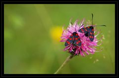 Erdeichel-Widderchen -- Zygaena filipedulae