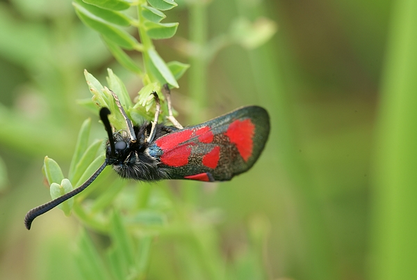 Erdeichel-Widderchen, zygaena-filipendulae