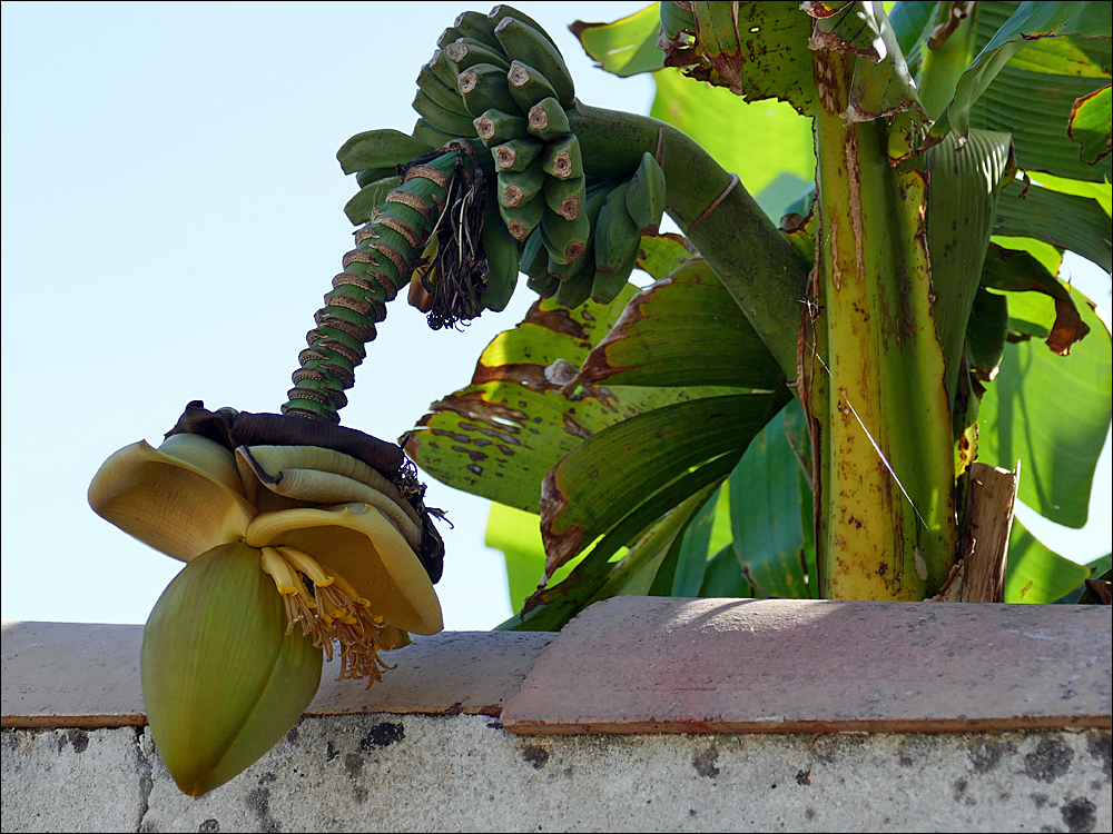 Erderwärmung : Bananen auf der Ile de Ré