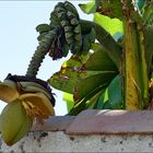 Erderwärmung : Bananen auf der Ile de Ré