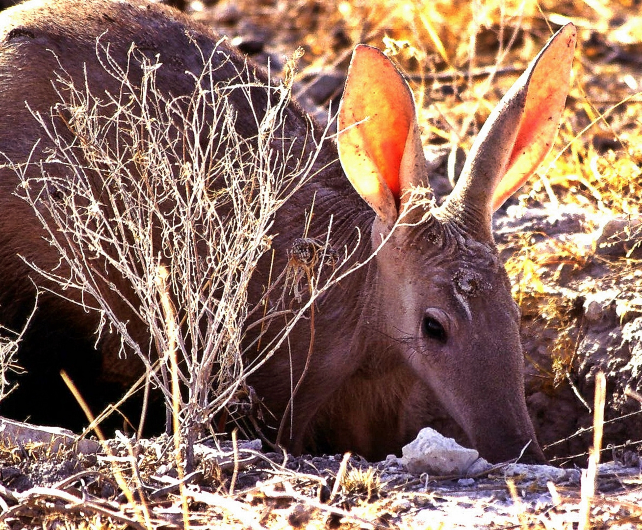 Erdferkel