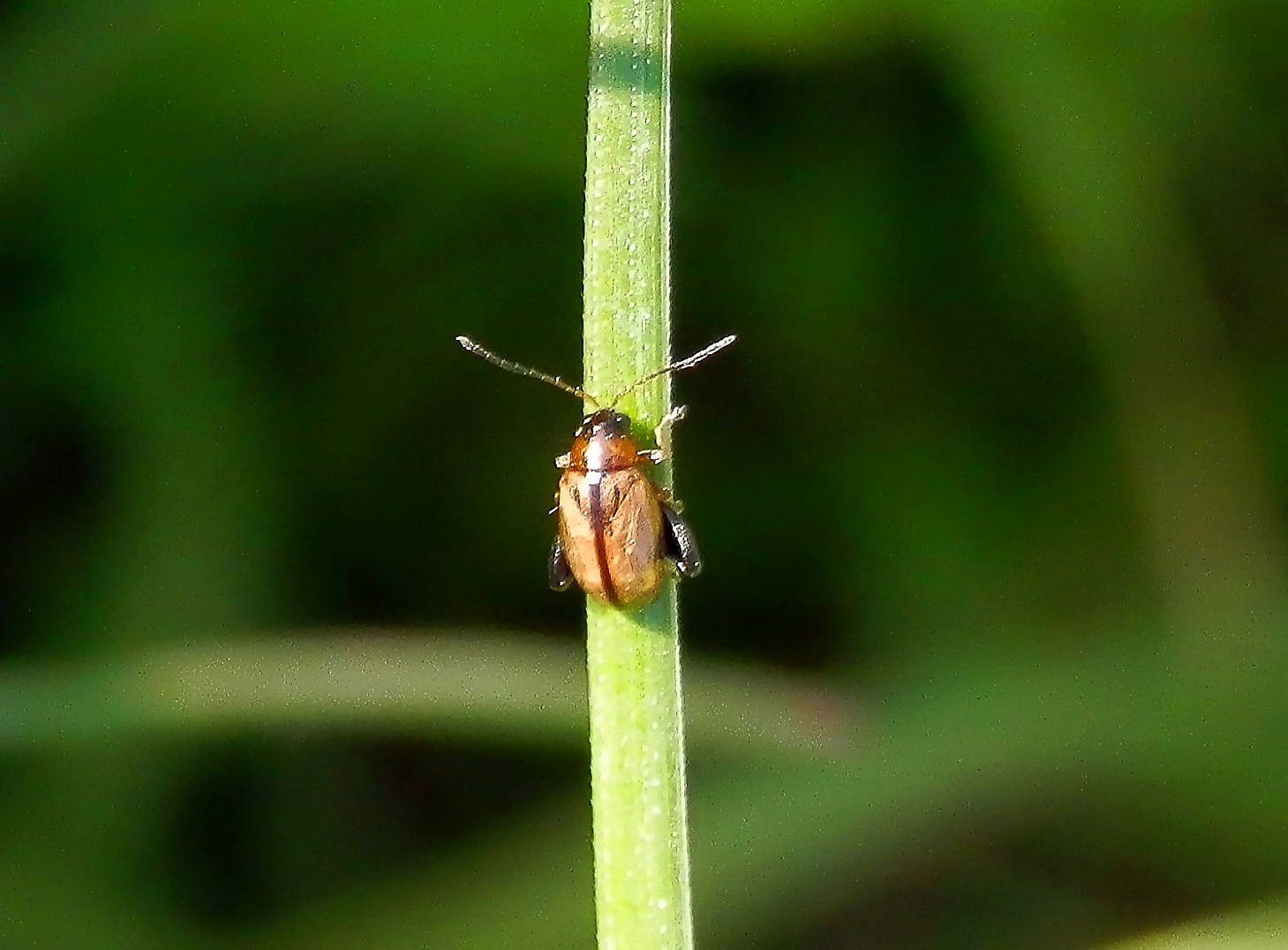 Erdfloh (Longitarsus sp.) auf Grashalm