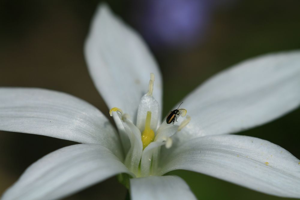 Erdflohkäfer auf Milchstern