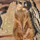 Erdfrauchen im Leipziger Zoo