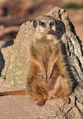 Erdfrauchen im Leipziger Zoo